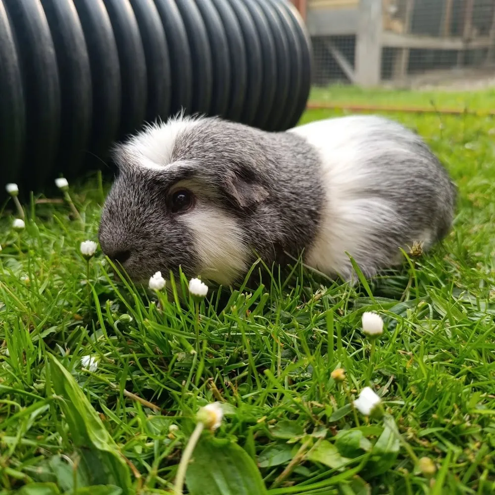 Braithwell Bunny Boarding - Rotherham pet otel