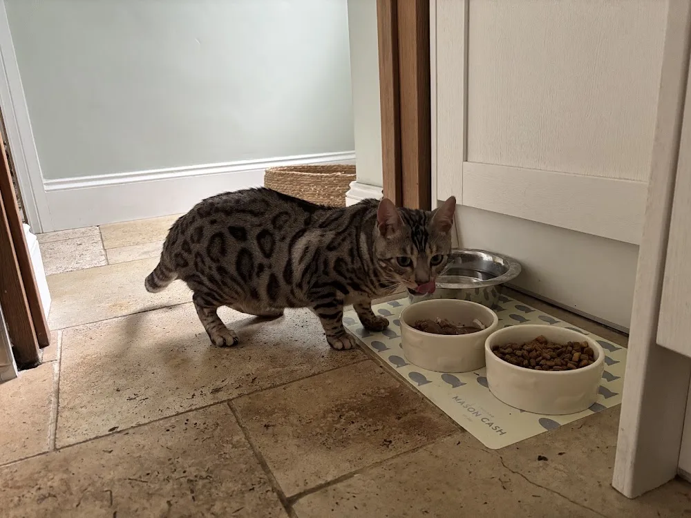 Canklow Meadows Cattery - Rotherham pet otel