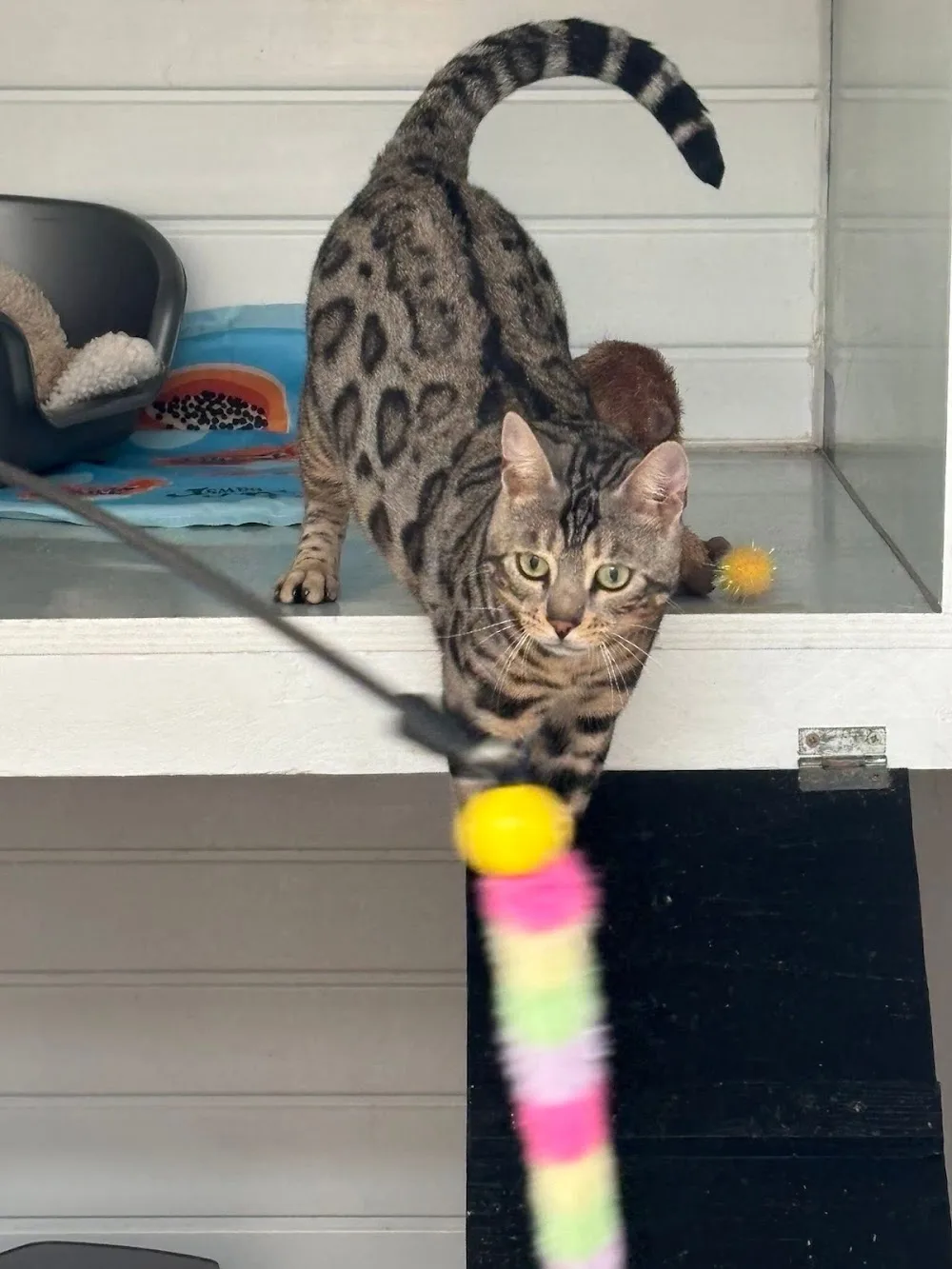 Canklow Meadows Cattery - Rotherham pet otel görseli 3