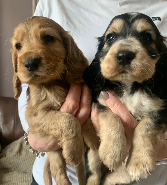 Homebred Happy Hounds - Rotherham pet otel