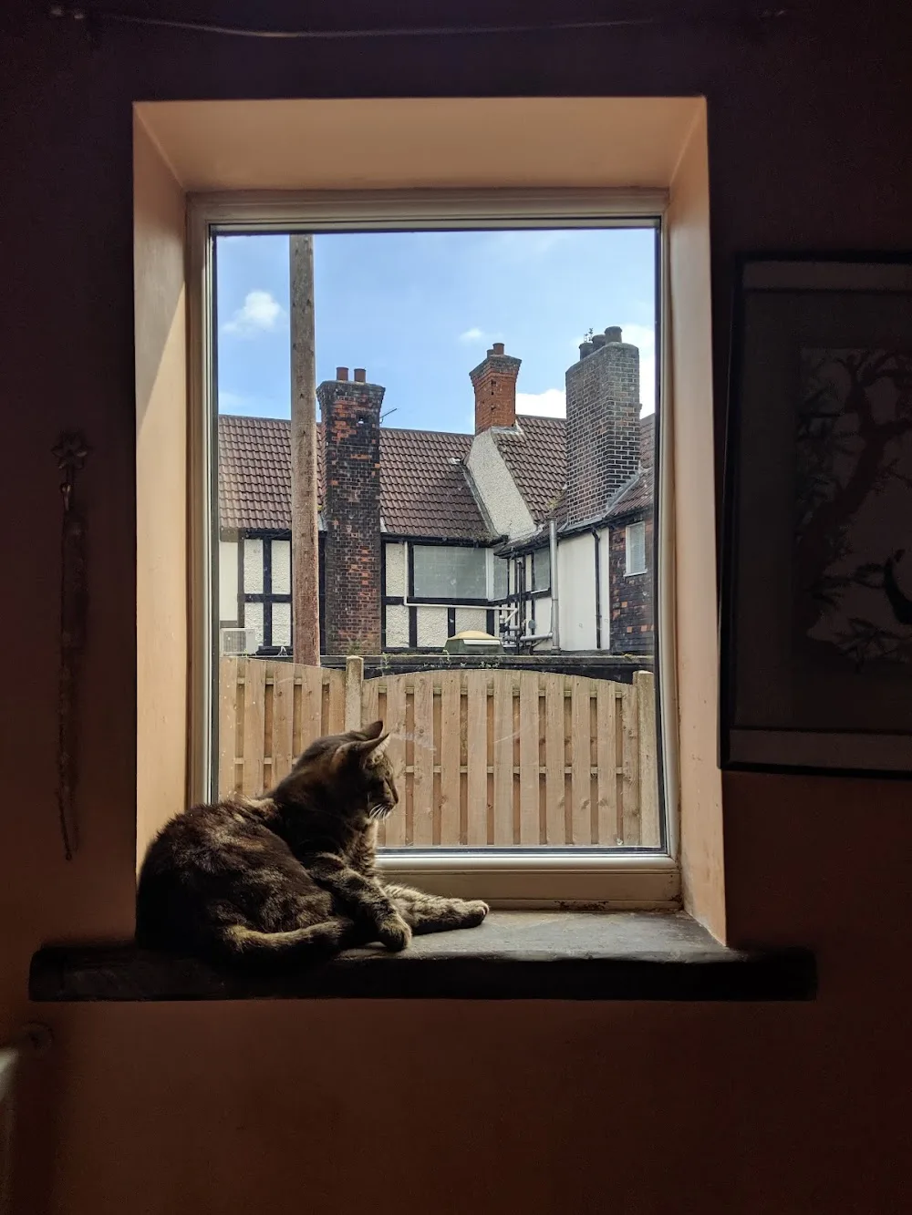 Jumble Cattery - Rotherham pet otel görseli 3