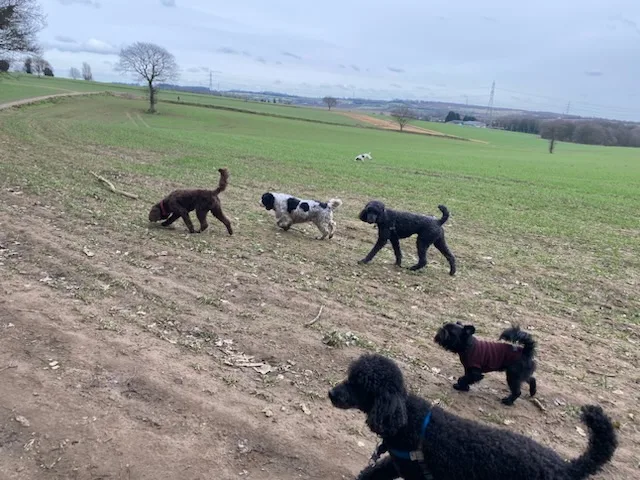 Mucky Pups Dog Walking, Boarding And Daycare - Rotherham pet otel görseli 3
