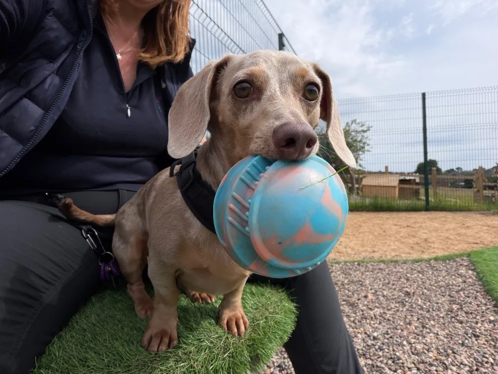 Old Flatts Farm Luxury Pet Retreat - Rotherham pet otel