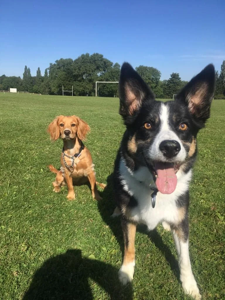 WagnBone Adventures - walking and training solutions - Rotherham pet otel görseli 2