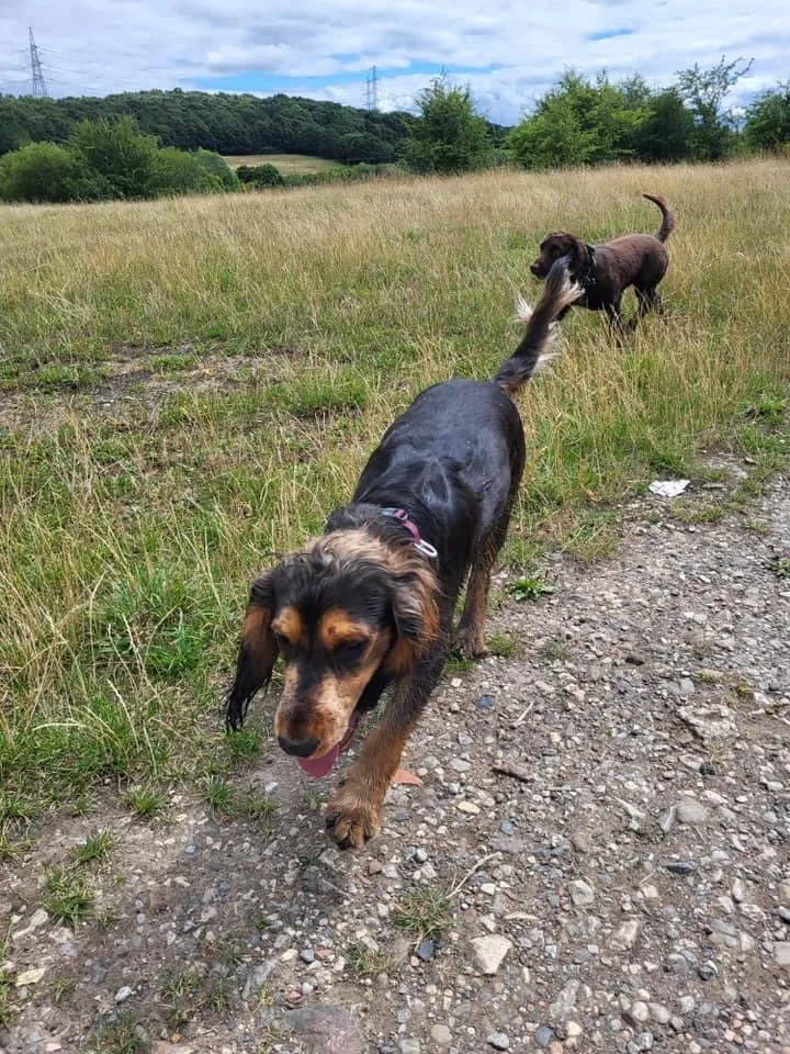 WagnBone Adventures - walking and training solutions - Rotherham pet otel görseli 3