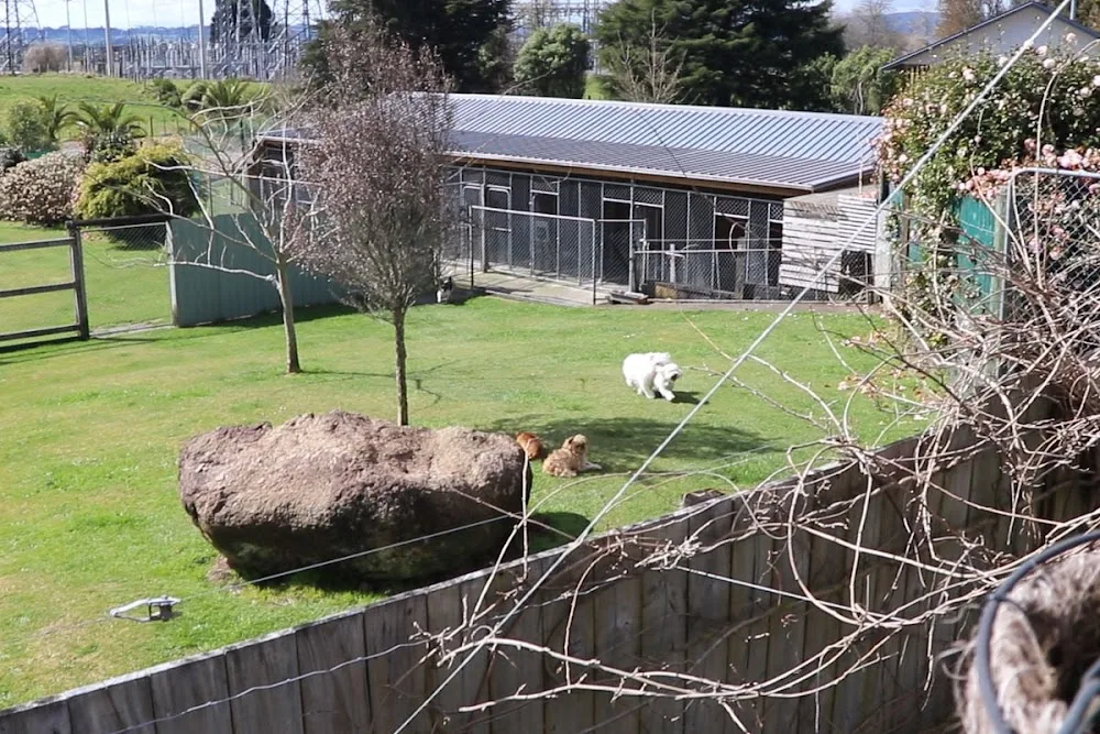 Doggies on Dalbeth - Rotorua pet otel görseli 3