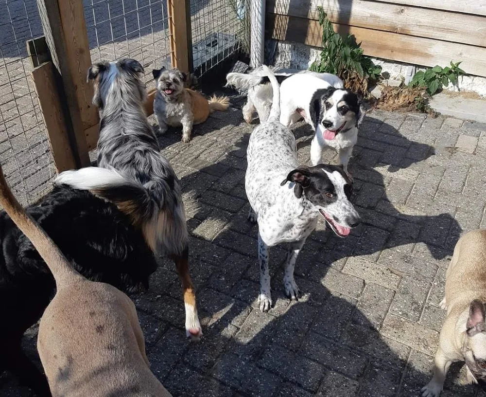 Dierenpension Hendrik Ido Ambacht - Rotterdam pet otel görseli 3