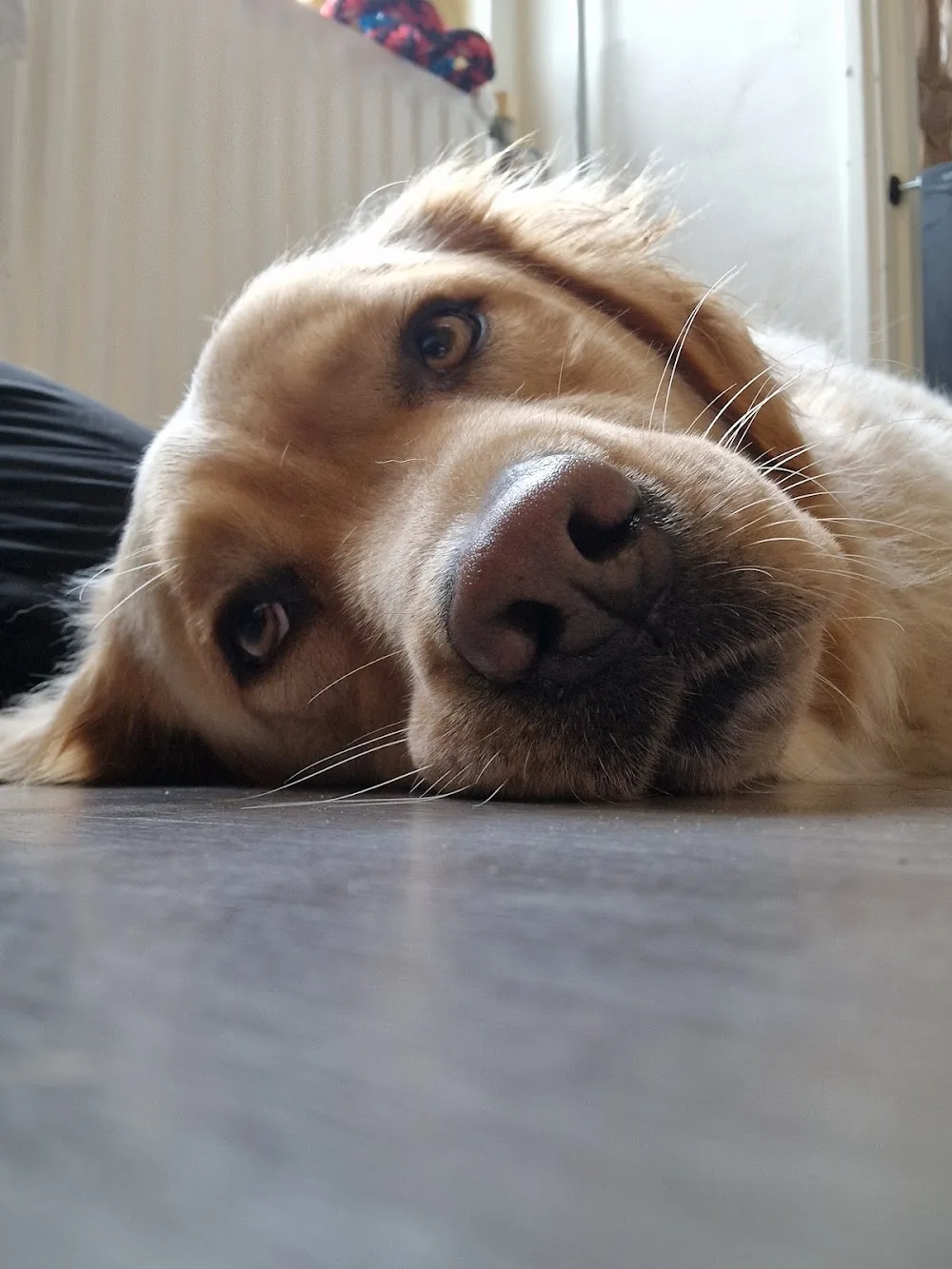 Pawfect Homestay - Rotterdam pet otel görseli 2