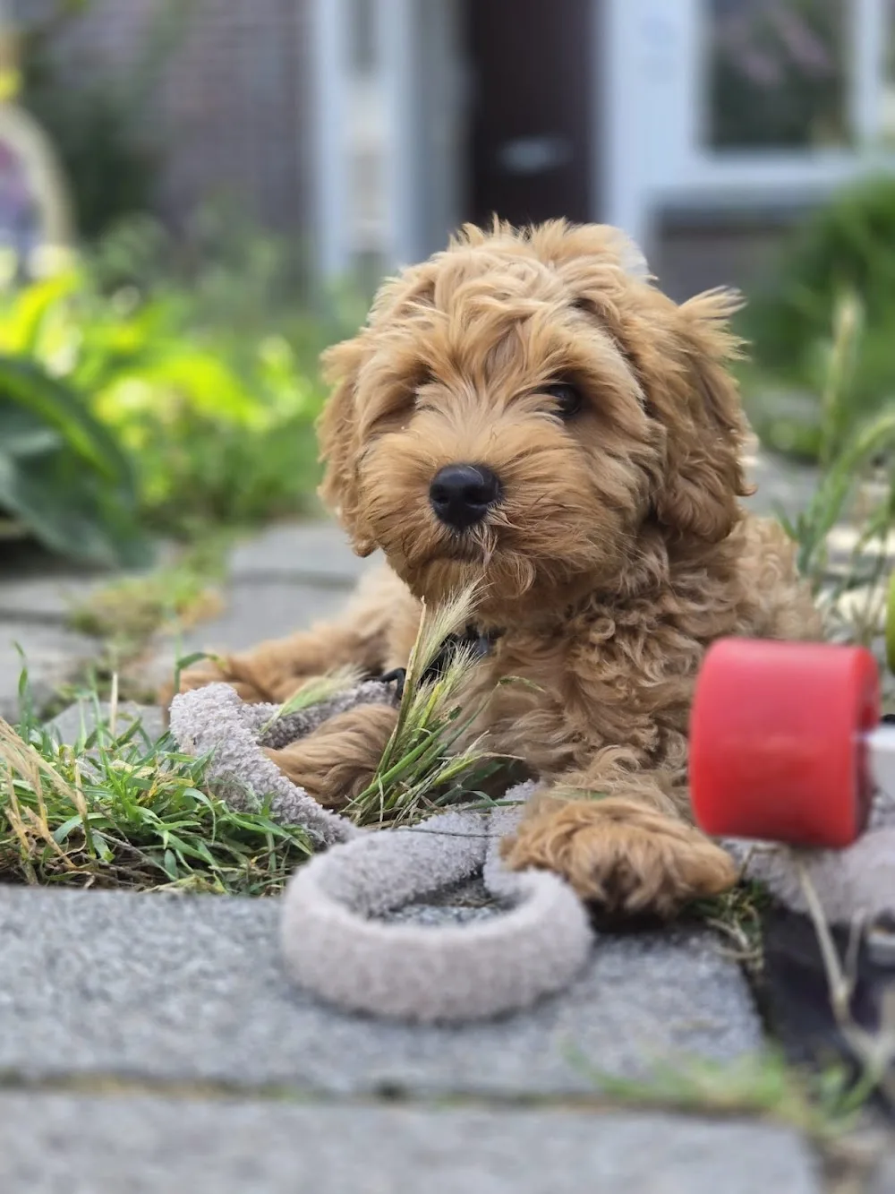 Pawfect Homestay - Rotterdam pet otel görseli 3