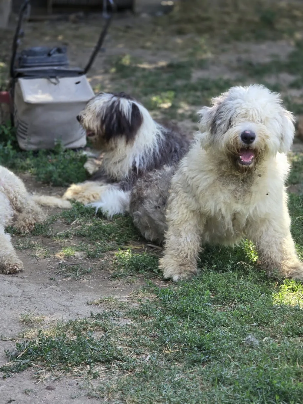 Royal Bursa köpek oteli & köpek eğitim okulu - Sakarya pet otel görseli 2