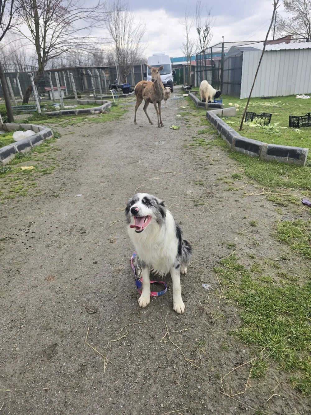 Royal Bursa köpek oteli & köpek eğitim okulu - Sakarya pet otel görseli 3
