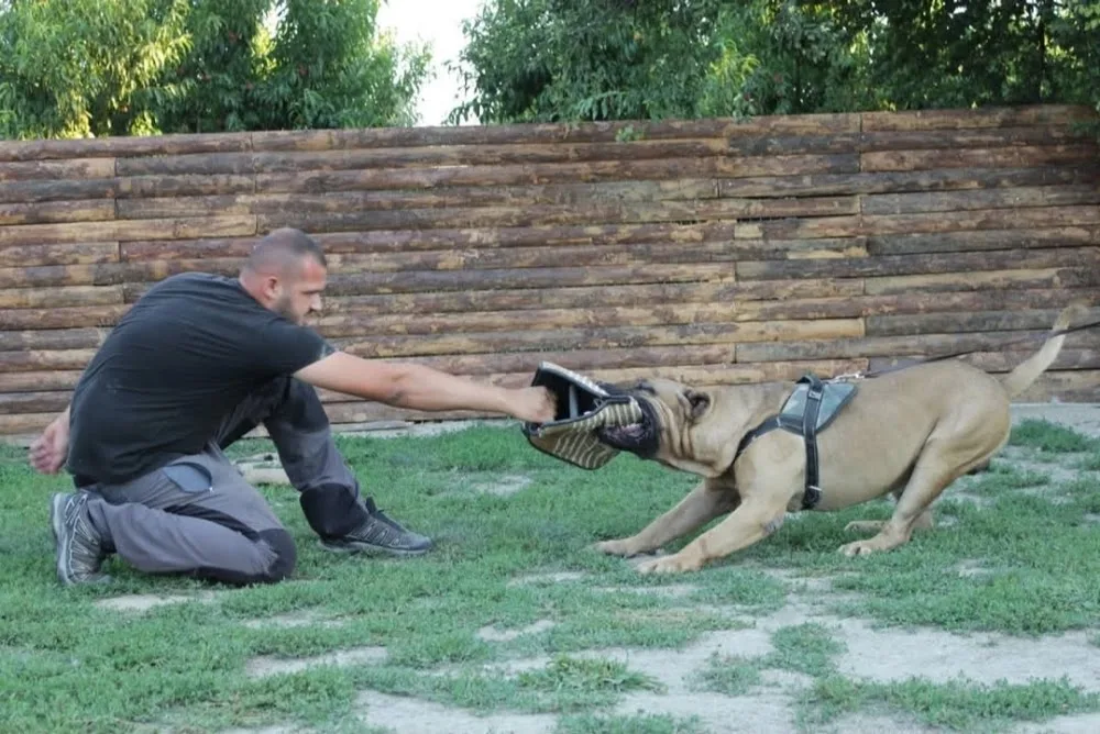 Royal Paws Bursa köpek eğitim merkezi & köpek oteli - Bursa pet otel görseli 2