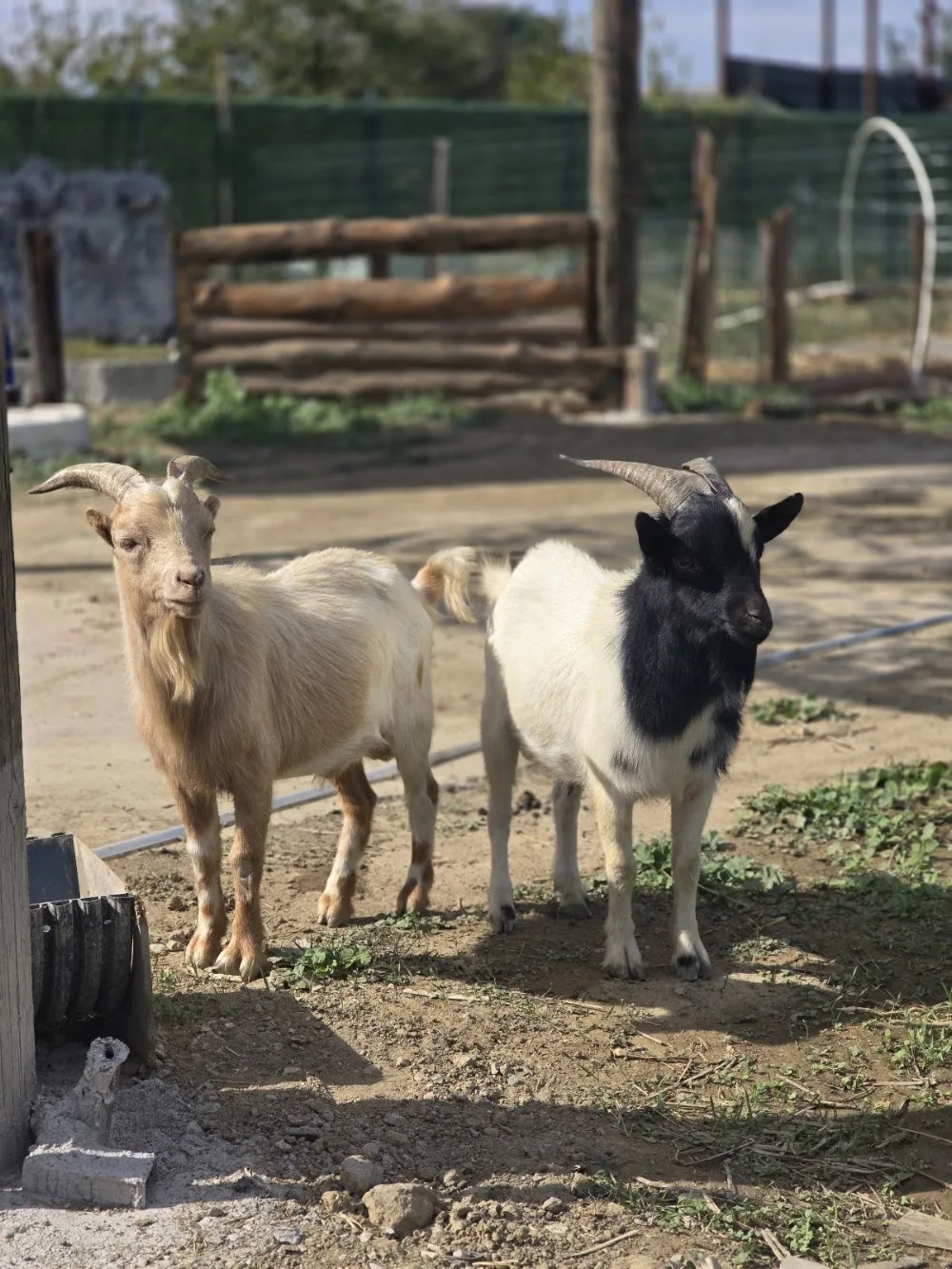 Royal Paws Bursa köpek eğitim merkezi & köpek oteli - Bursa pet otel görseli 3