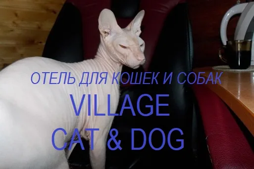 Зоогостиница Village cat & dog, - Russia pet otel görseli 2