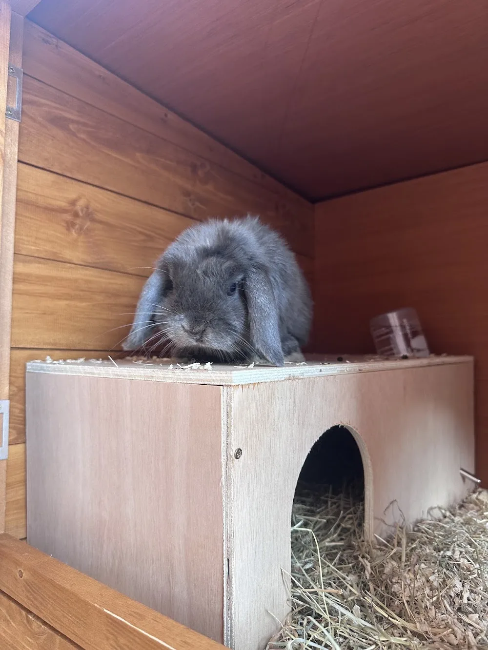 Rutland Small Animal Boarding - Rutland pet otel