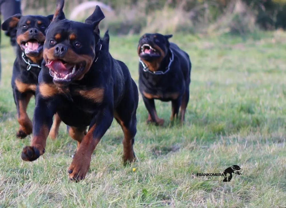 Frankomera FCI - rottweiler kennel - Rychnov nad Kněžnou pet otel görseli 3