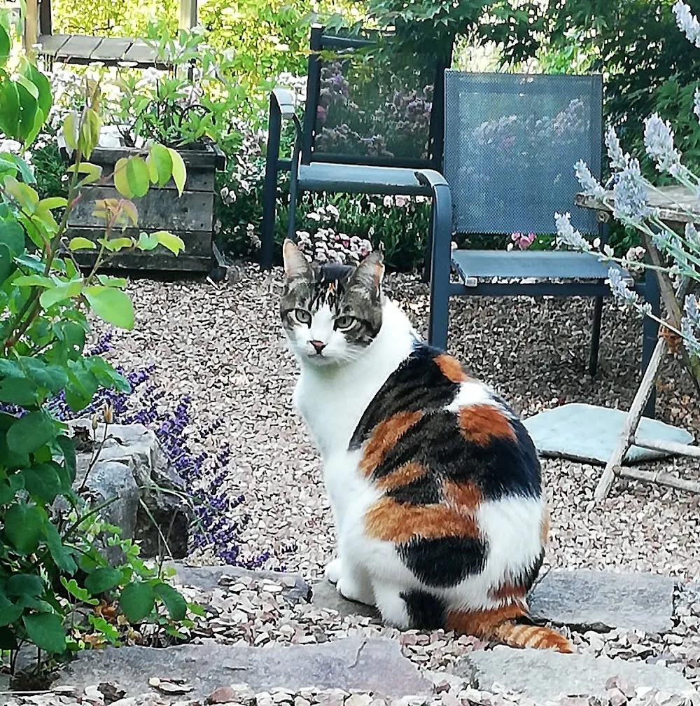 Catsitting Merzig-Wadern - mobile Katzenbetreuung Saarland - Saarland pet otel görseli 2