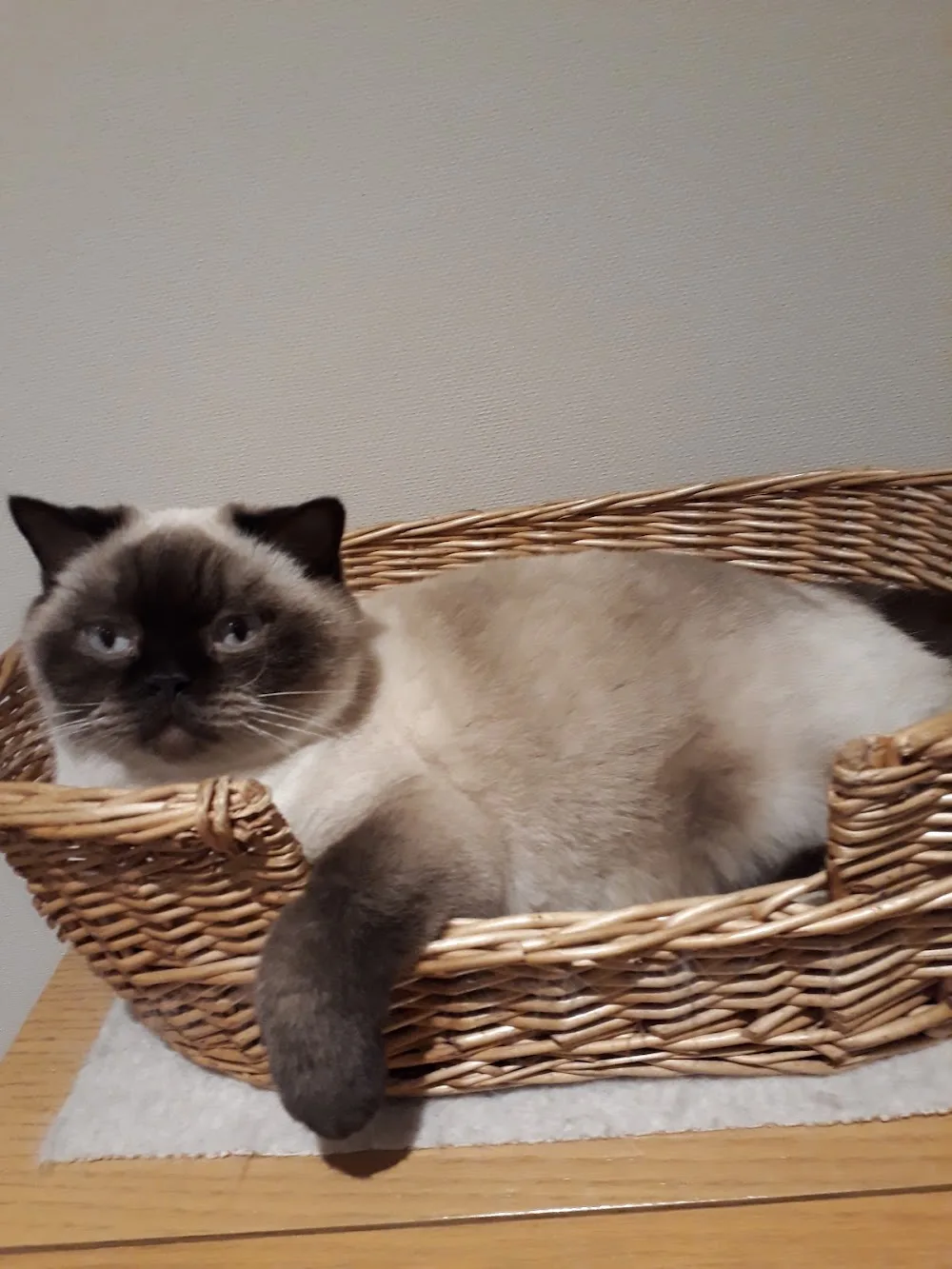 Catsitting Merzig-Wadern - mobile Katzenbetreuung Saarland - Saarland pet otel görseli 3