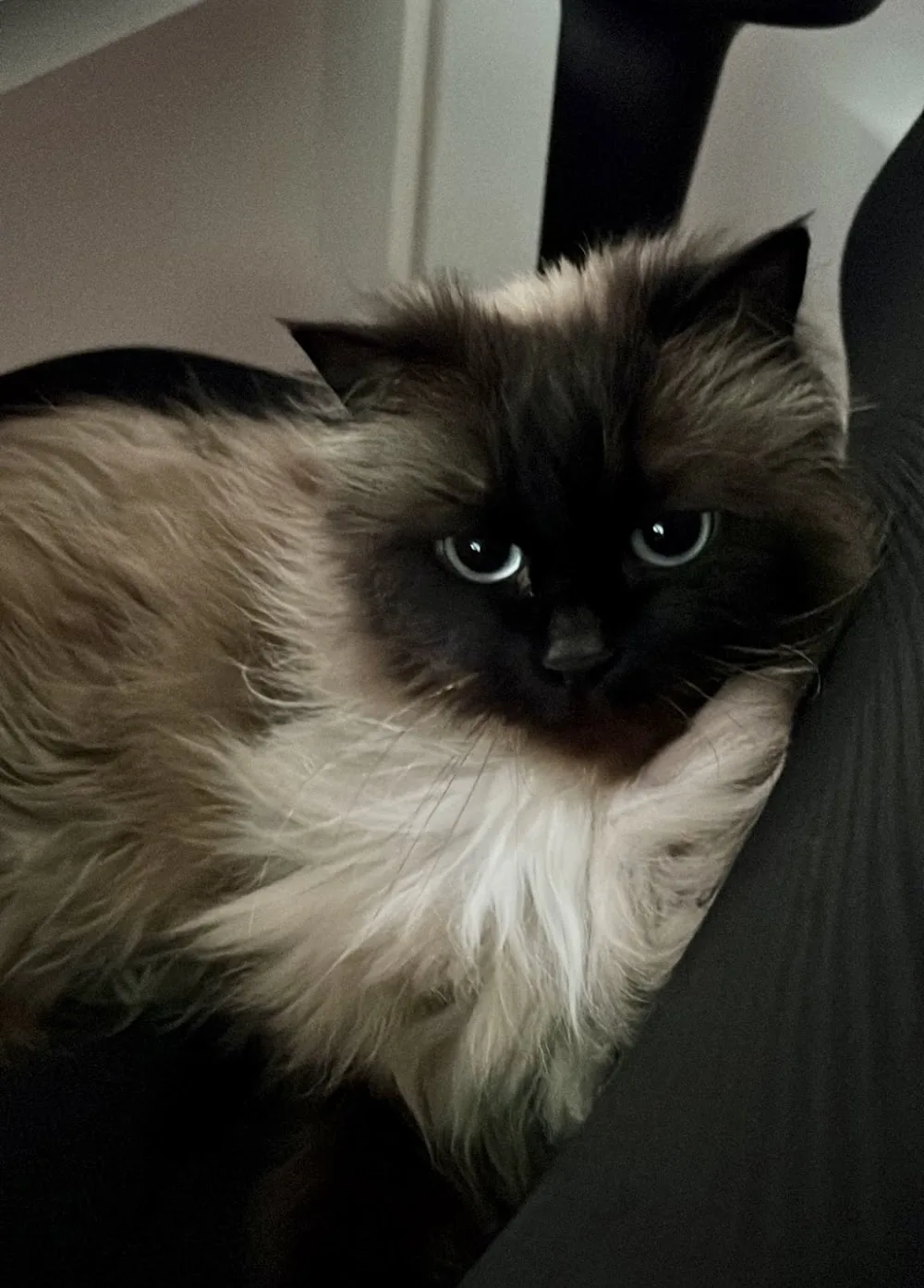 Catsu Catsitting & more Susanne Houy Mobile Katzenbetreuung Zertifizierte Ernährungsberatung für Katzen Haltungsberatung - Saarland pet otel