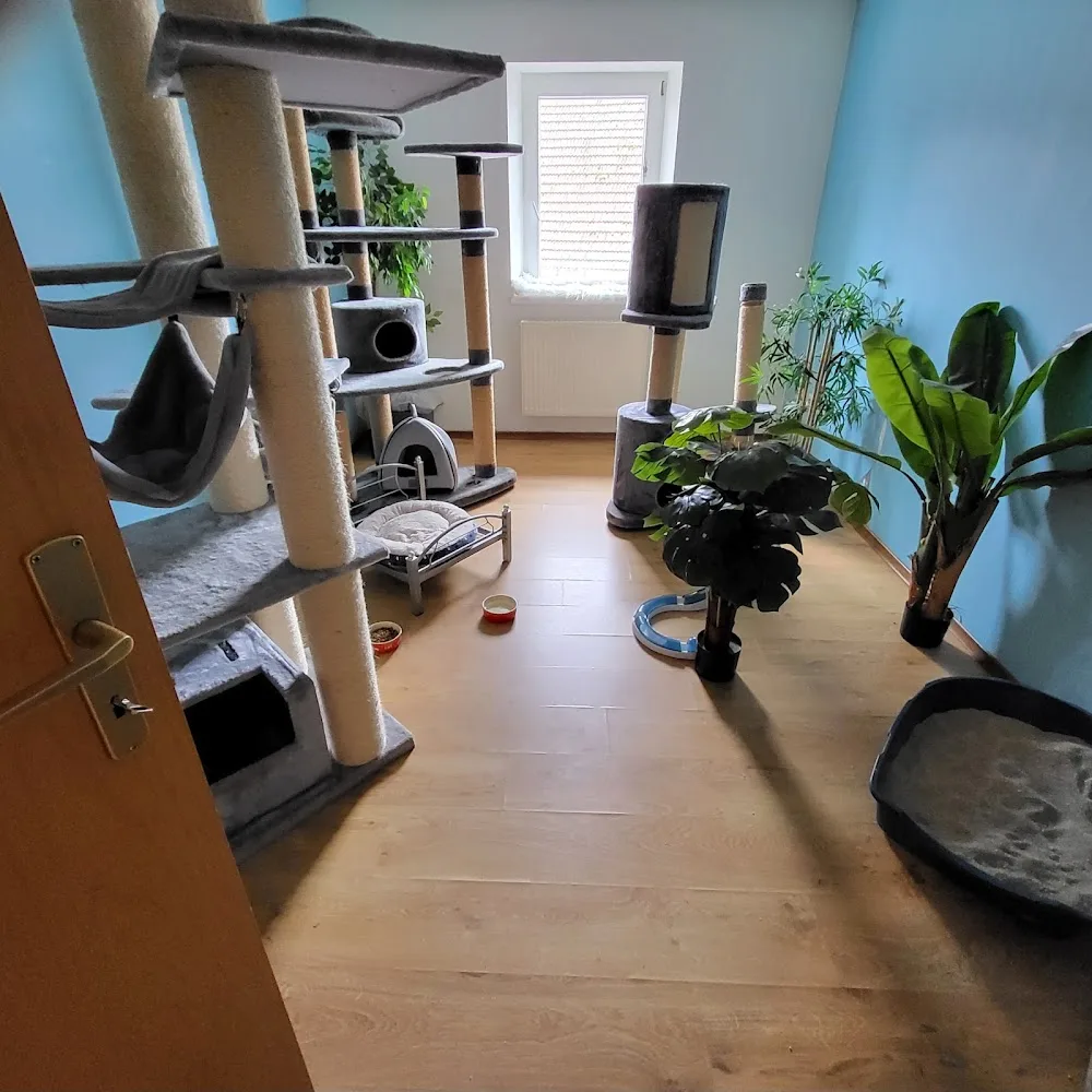 Katzenpension und Betreuung Zuhause - Saarland pet otel görseli 3
