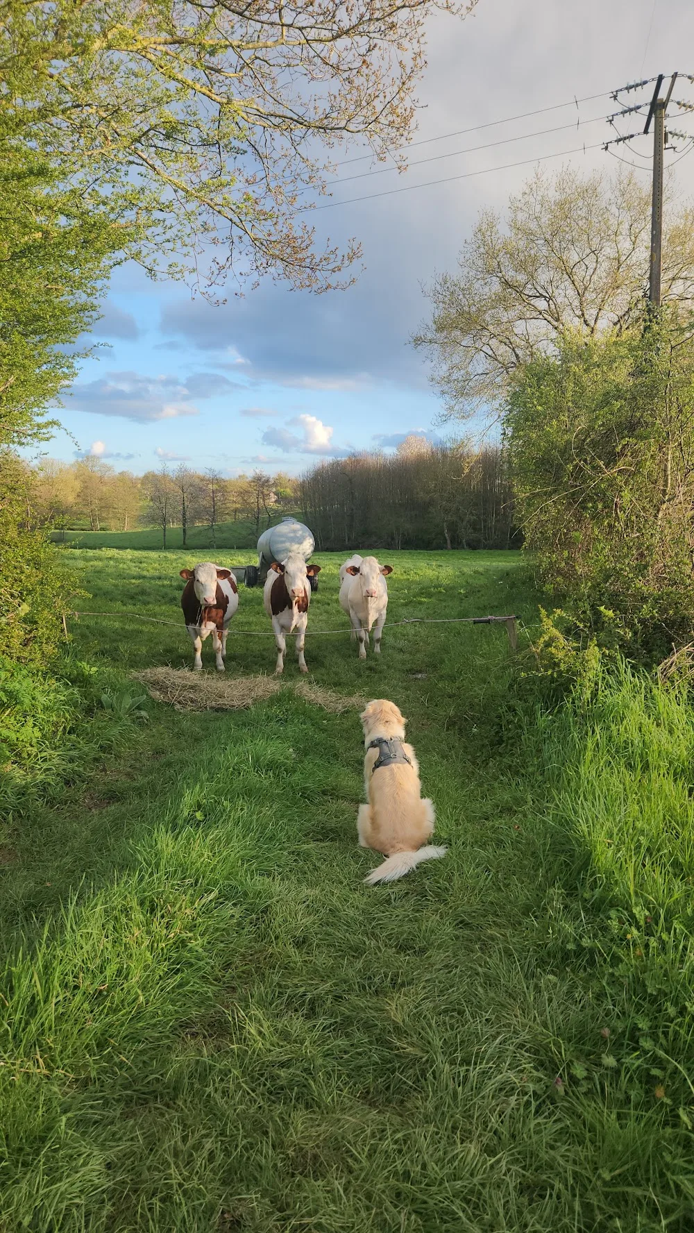 Chez Emma - Garde de chiens - Saint-Avit pet otel görseli 3
