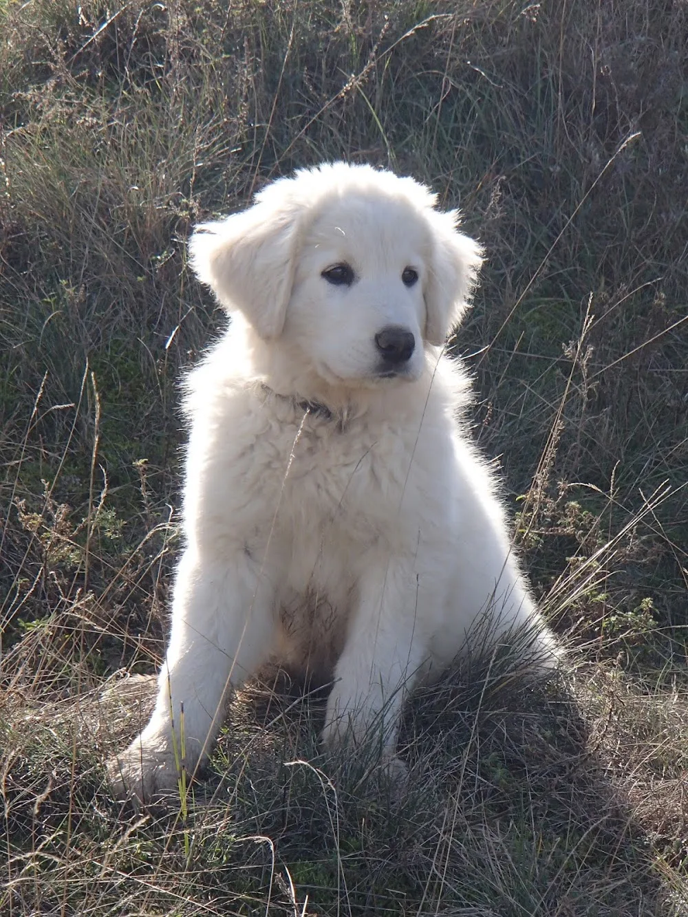 FELICANIN Blanc Busserolles, Educateur canin, garde d'animaux Drôme - Saint-Avit pet otel