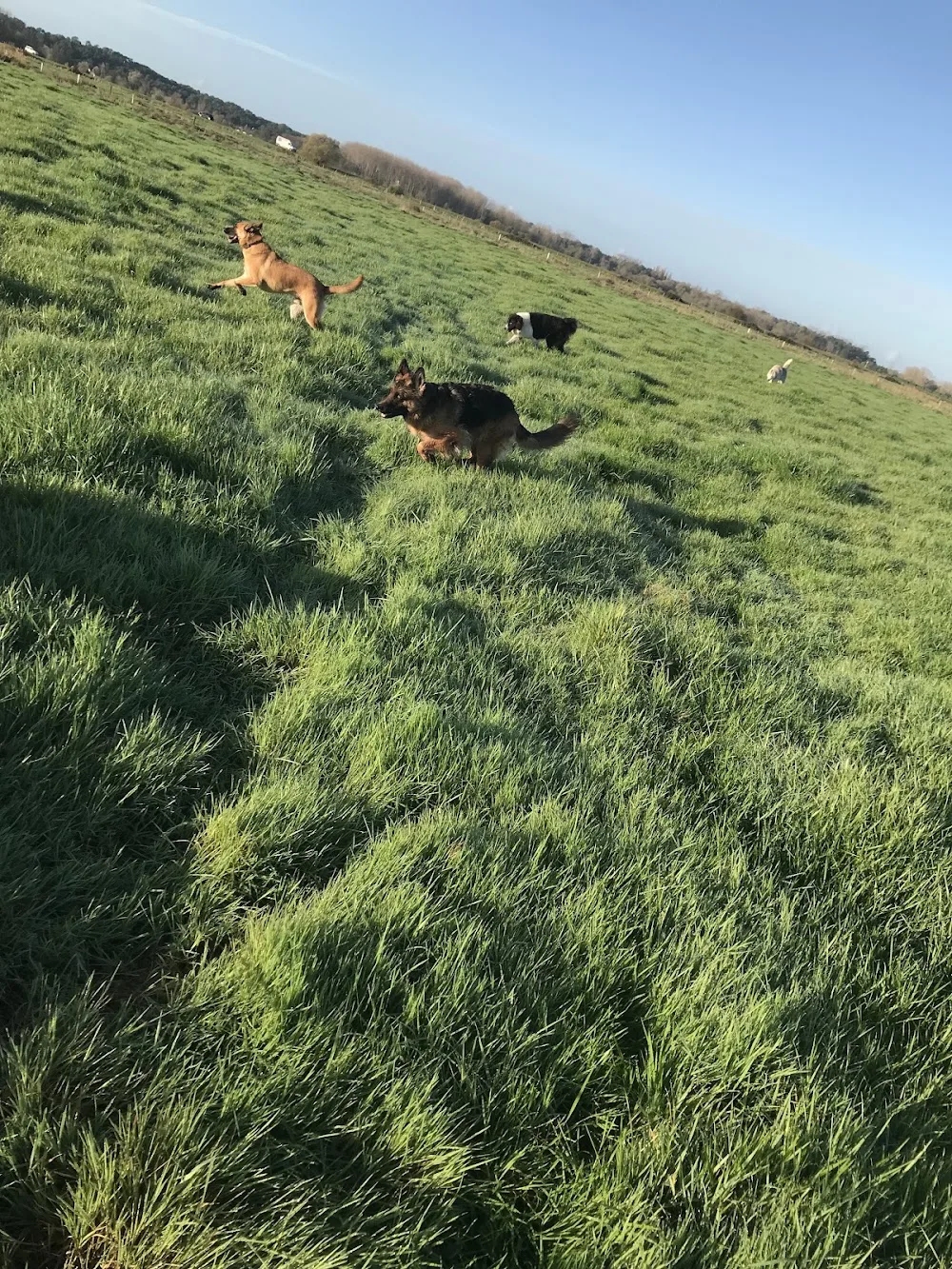 Instinct Dog’s Pension canine familiale - Saint-Avit pet otel