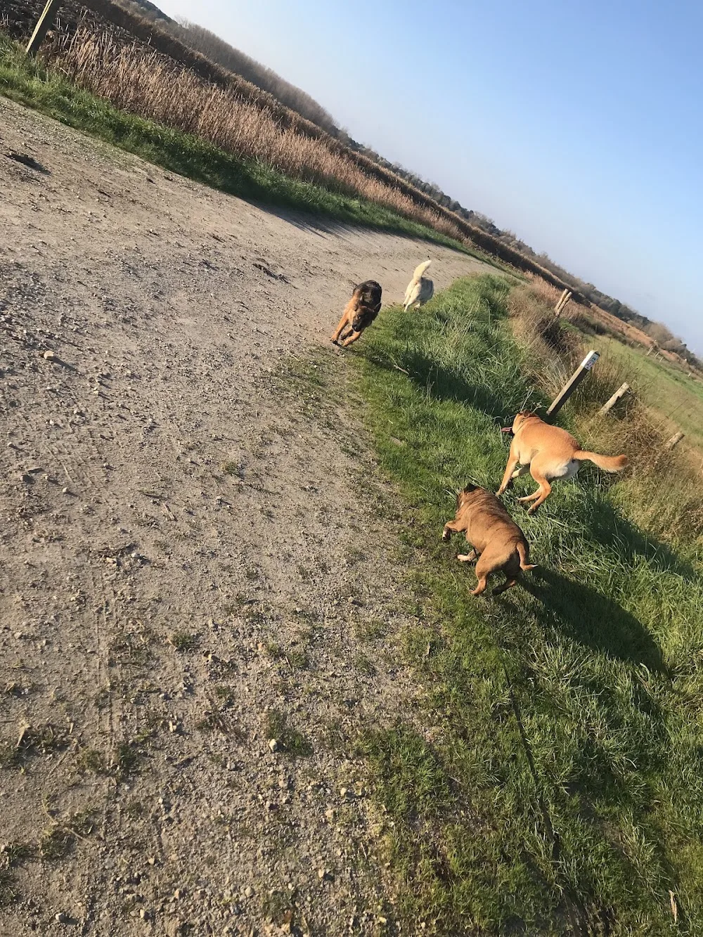 Instinct Dog’s Pension canine familiale - Saint-Avit pet otel görseli 3