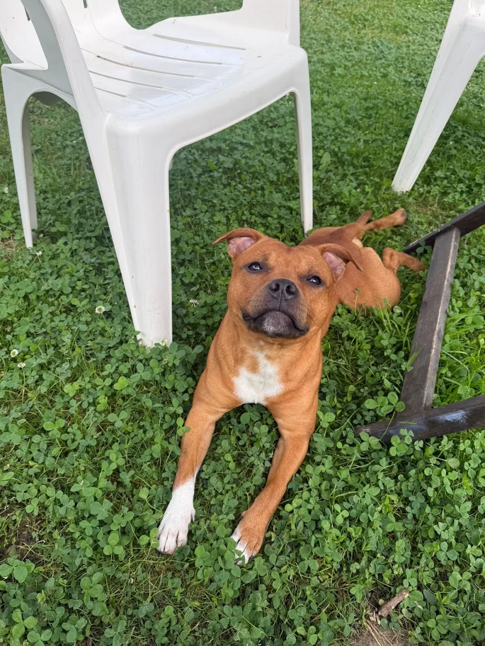 Auberge des gateliers pension canine - Saint-Barthélemy pet otel görseli 7