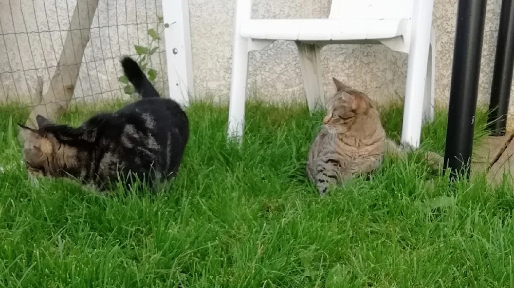 Le Jardin de Musca - Pension pour chats - Saint-Barthélemy pet otel görseli 6