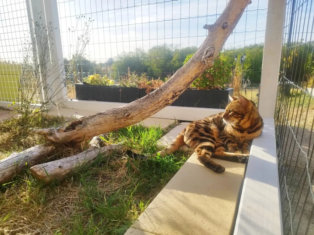Le Jardin de Musca - Pension pour chats - Saint-Barthélemy pet otel görseli 7