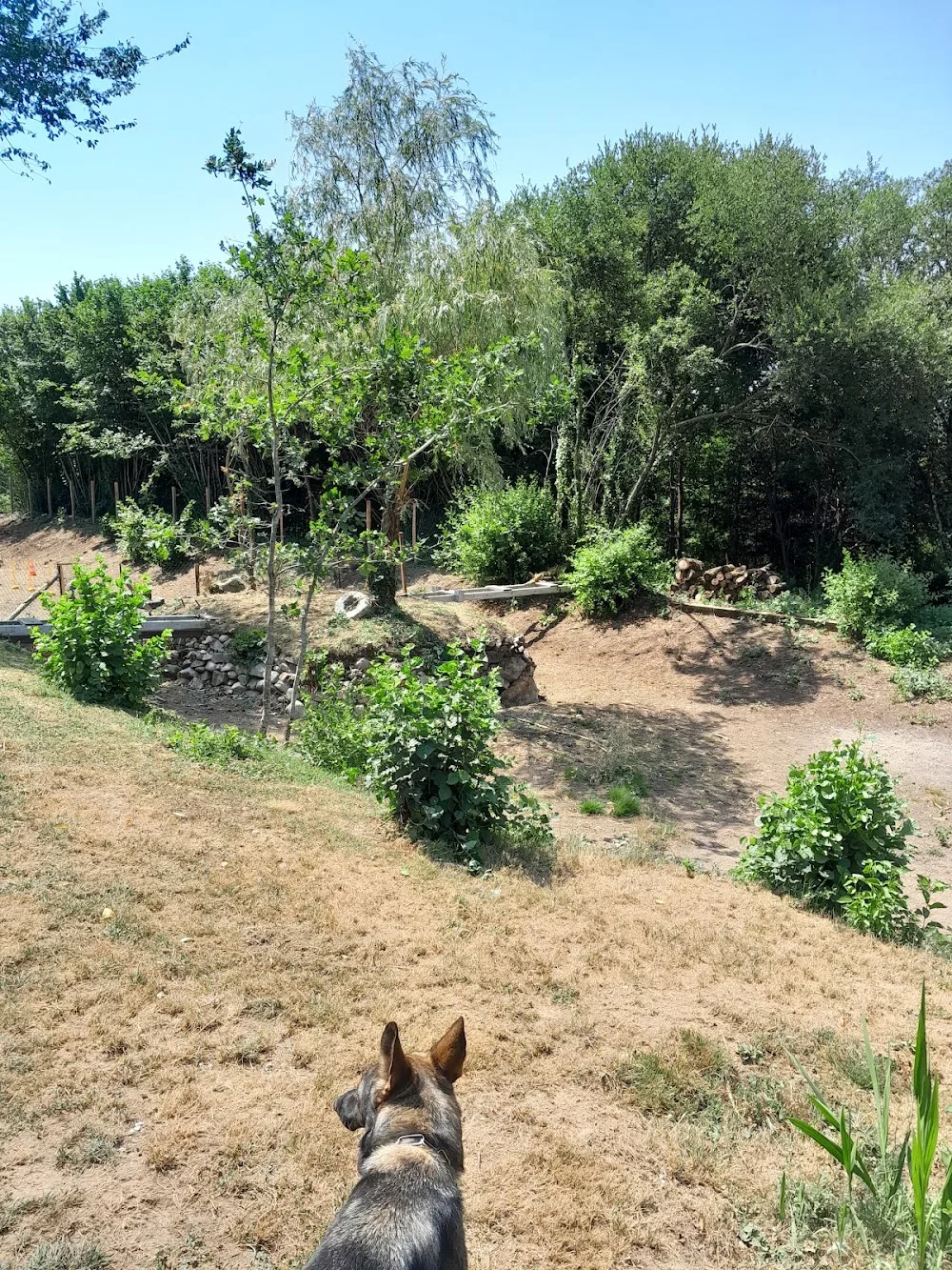 Pension/elevage bouledogue français Cani'tranquil - Saint-Martin pet otel görseli 3