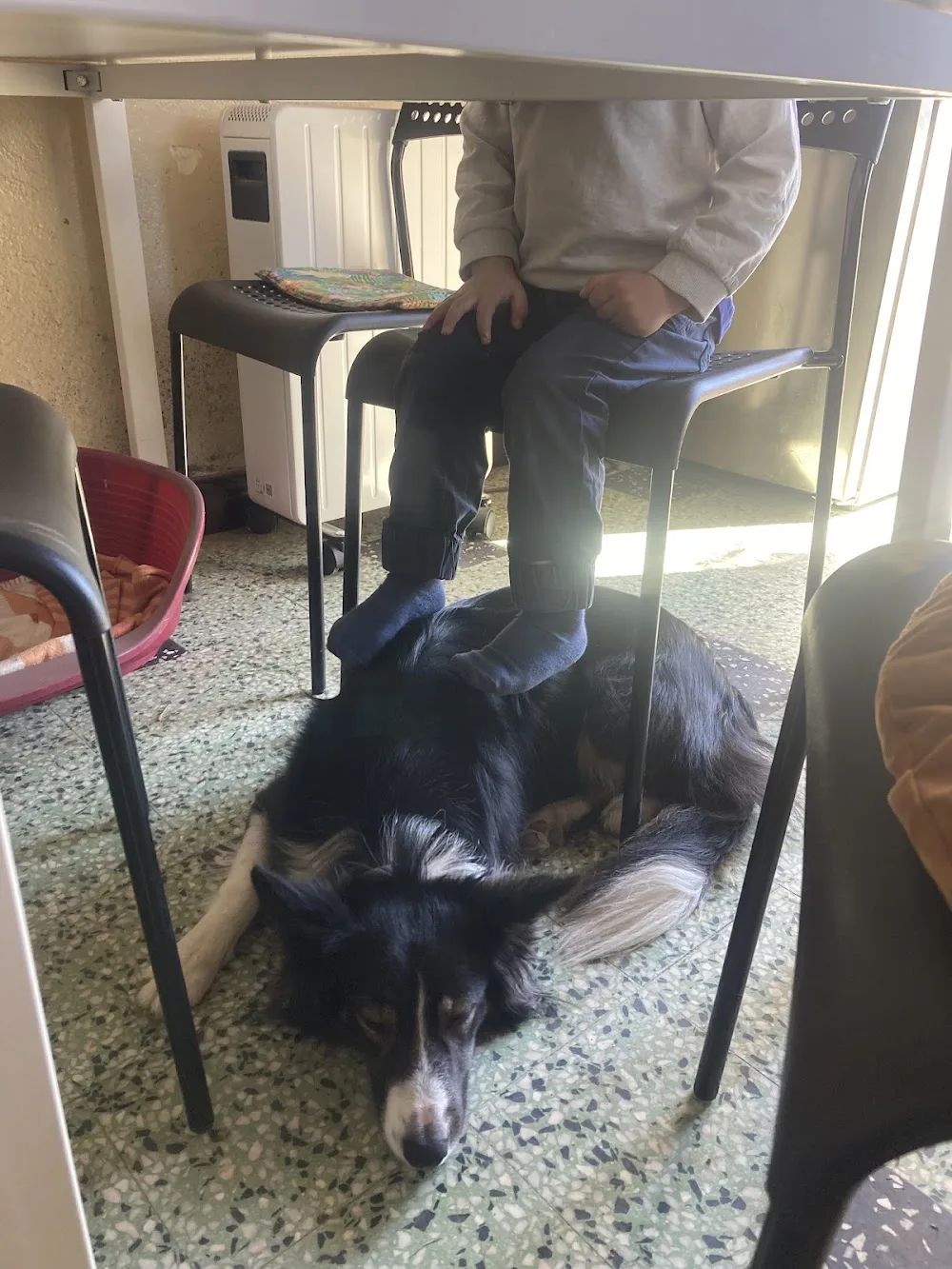 A Hauteur de Chien Pension Canine - Saint Pierre and Miquelon pet otel