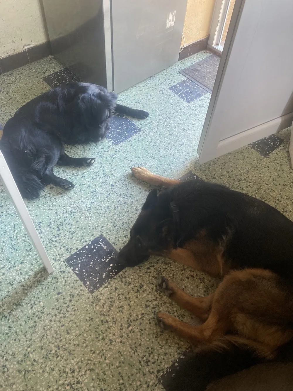 A Hauteur de Chien Pension Canine - Saint Pierre and Miquelon pet otel görseli 3