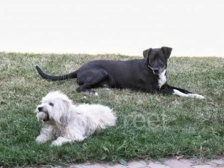 le bois de pignes - Saint Pierre and Miquelon pet otel