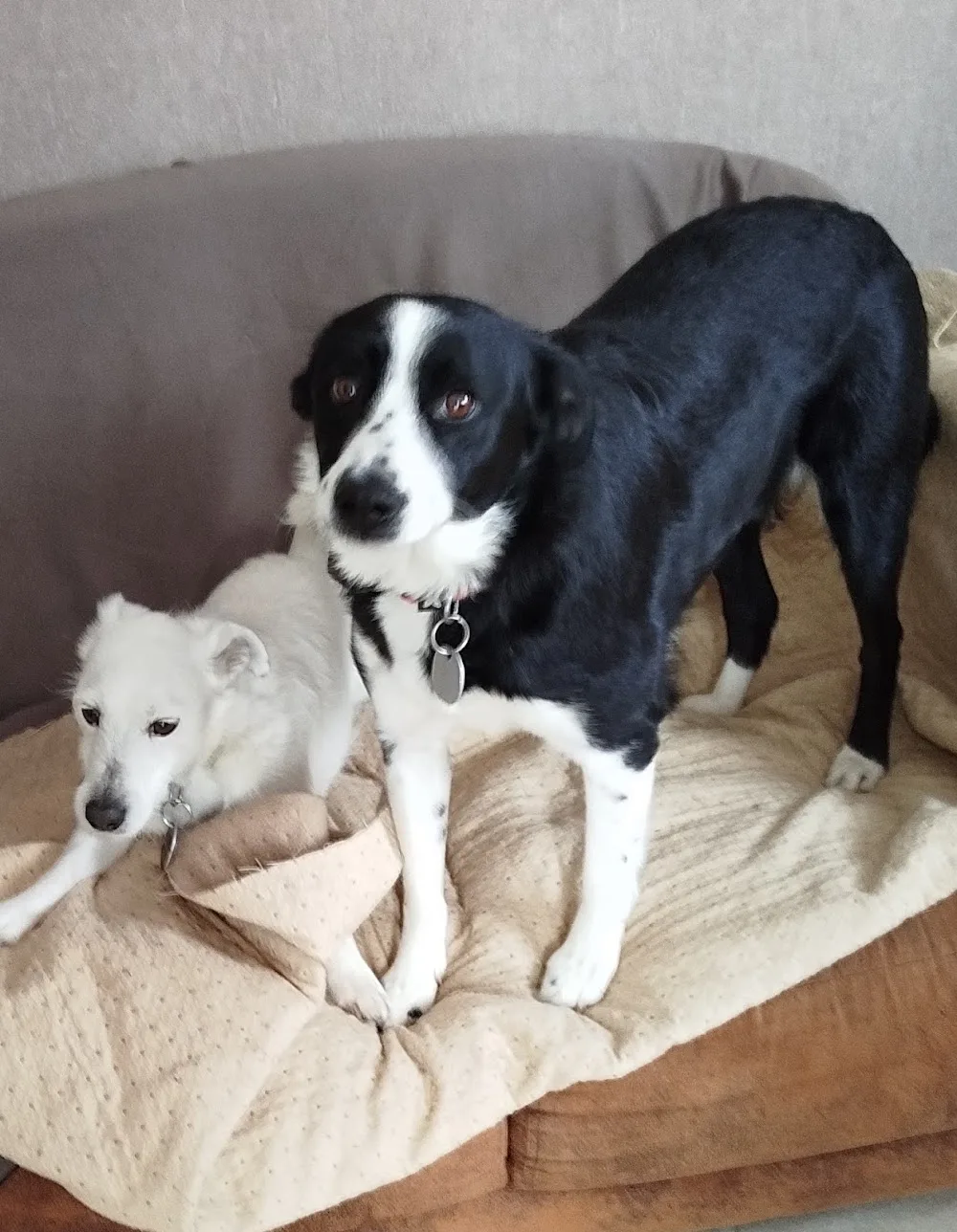 Pension Chien et Chat - Saint Pierre and Miquelon pet otel görseli 2