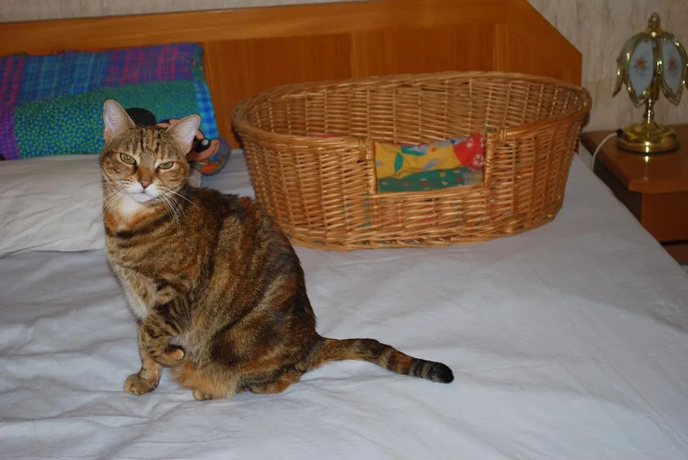 pension goldin - Saint Pierre and Miquelon pet otel görseli 3