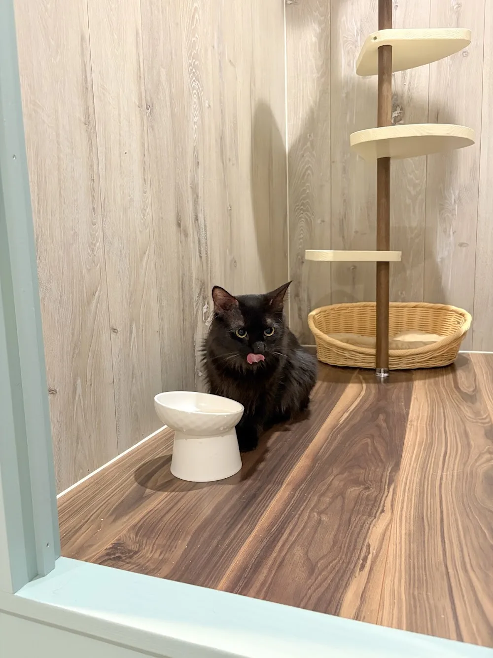 THE CAT HOTELs 川越 - Saitama pet otel görseli 3