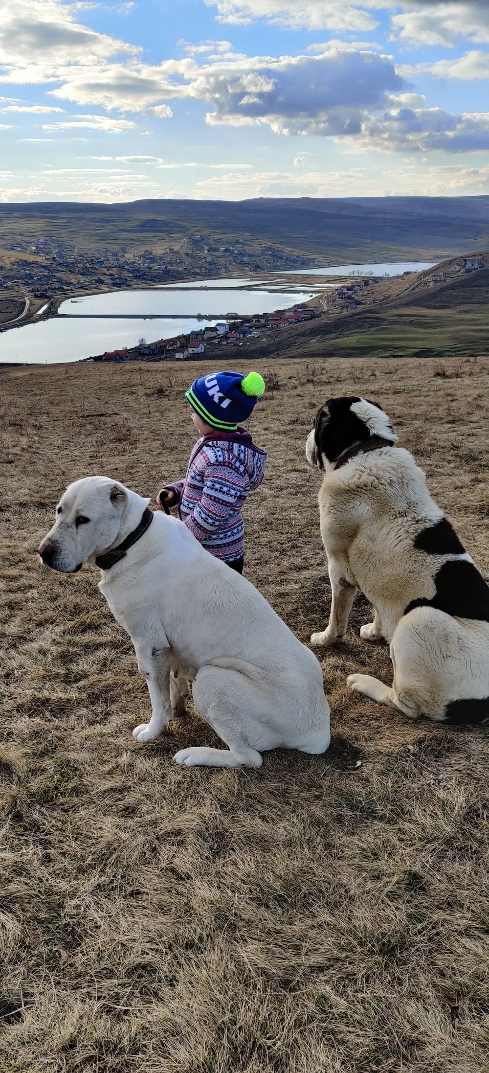 Dacic Zuro Kennel - Sălaj pet otel