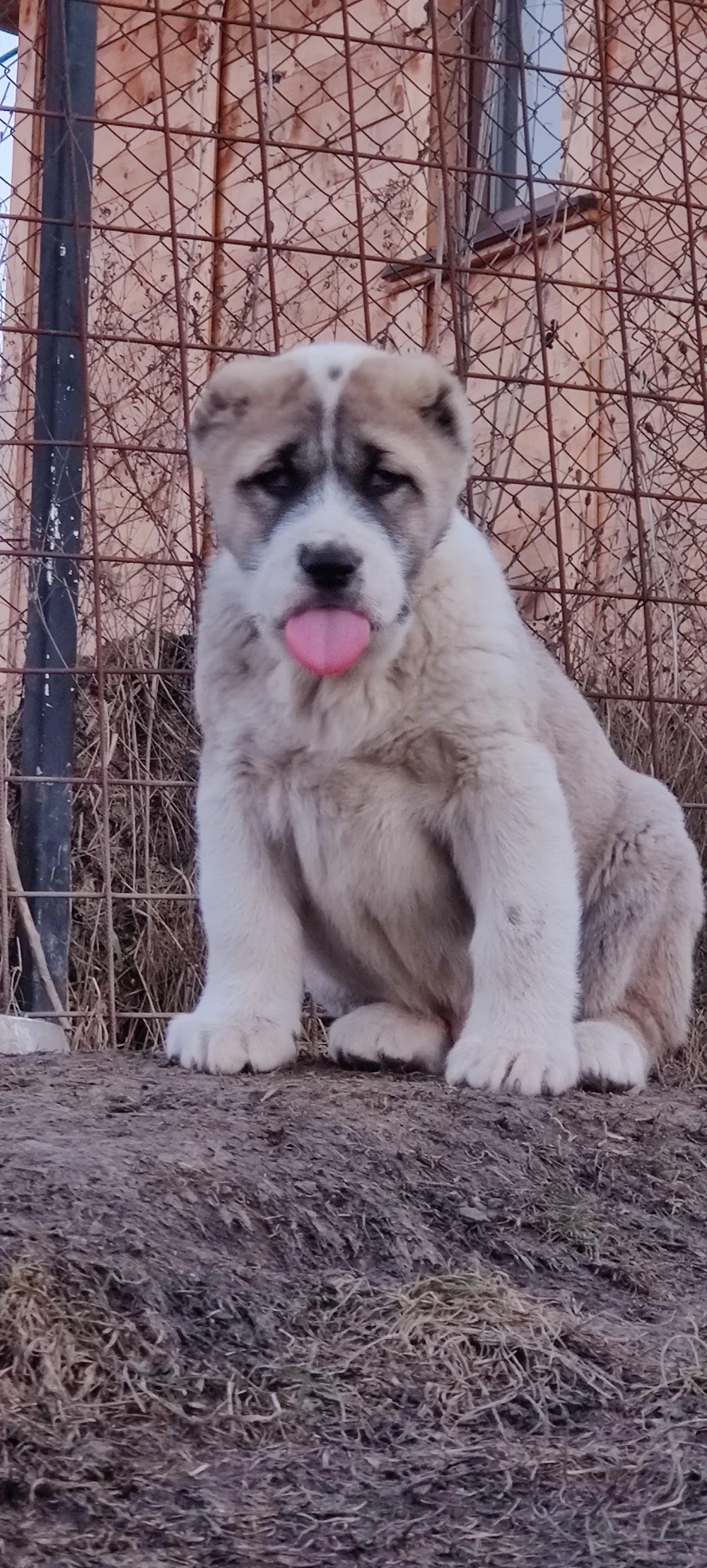 Dacic Zuro Kennel - Sălaj pet otel görseli 3