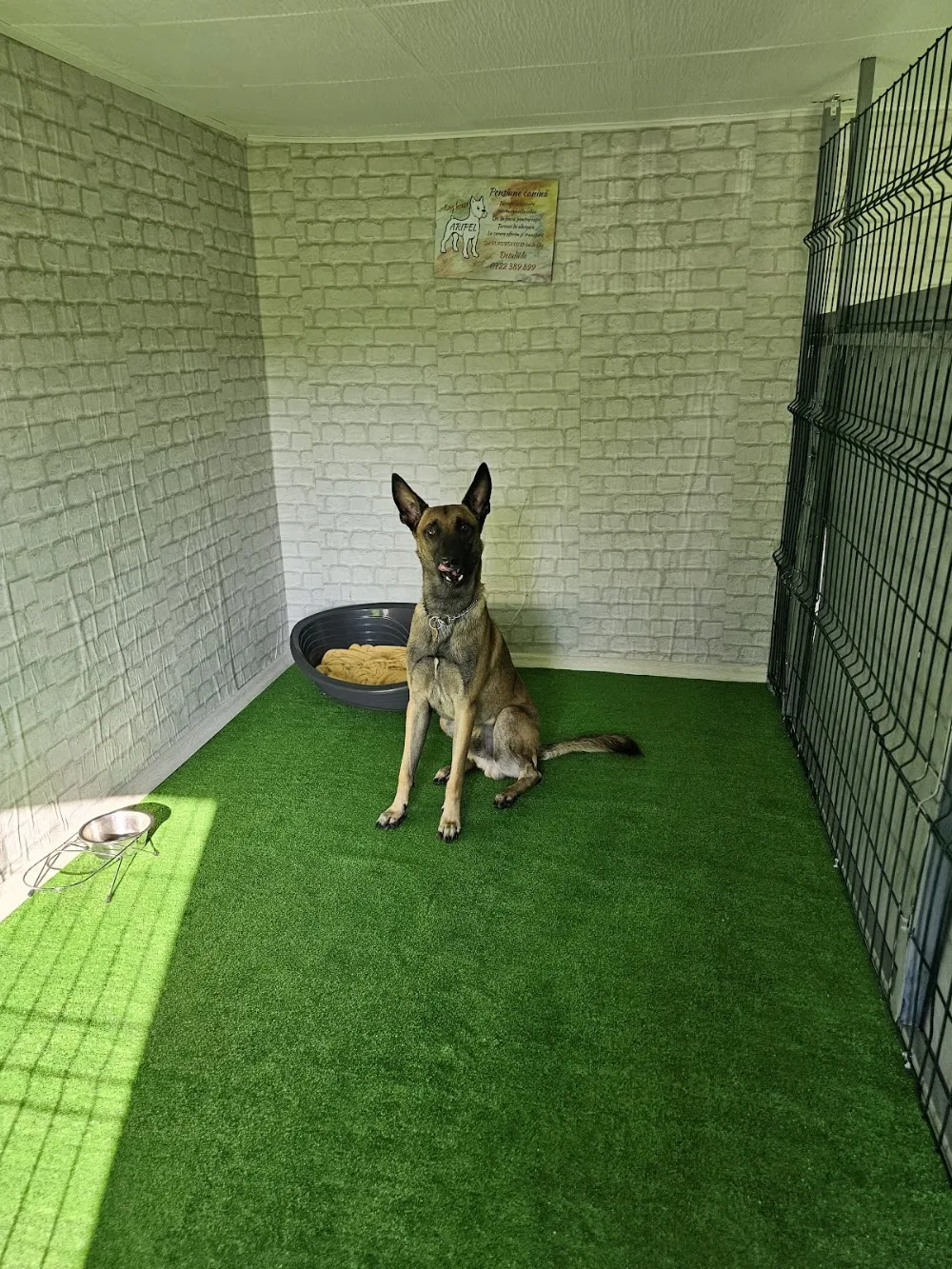 Dog House Aripel - Sălaj pet otel