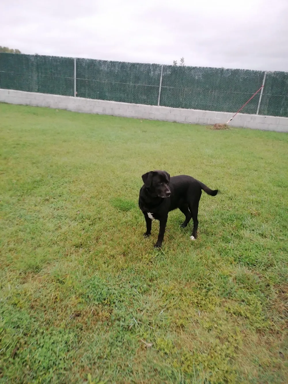 Mascocamping Residencia Canina - Salamanca pet otel