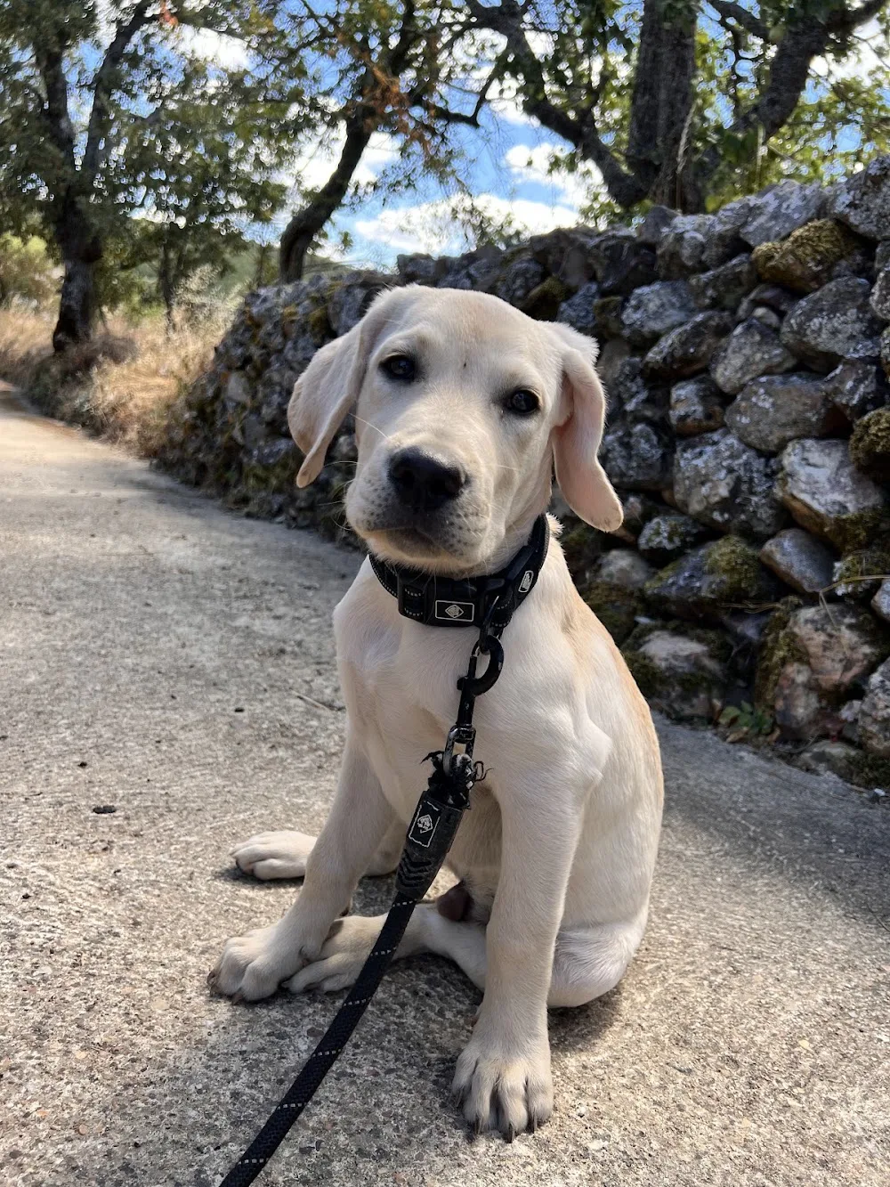 Mascoteka. Residencia canina. - Salamanca pet otel görseli 3
