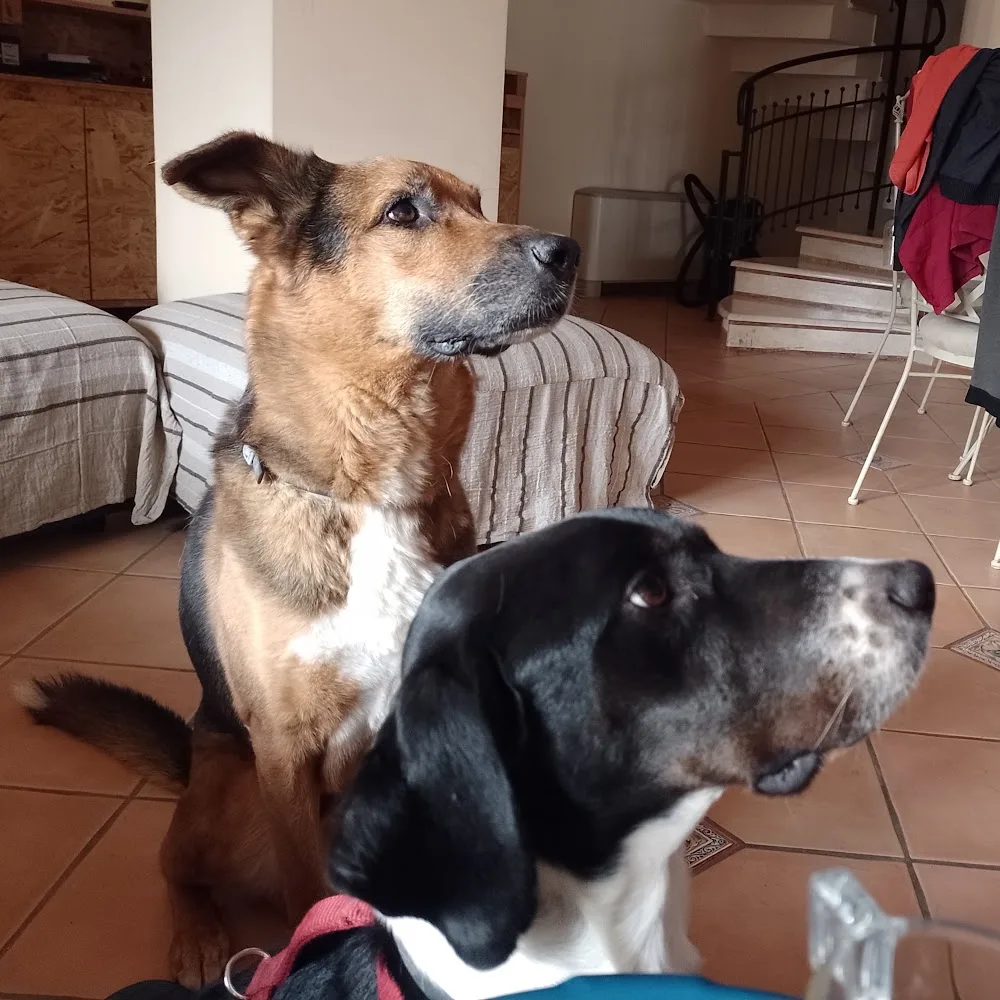 Iguazu Cremazione Animali, Addestramento e Pensione per Cani - Salerno pet otel görseli 5