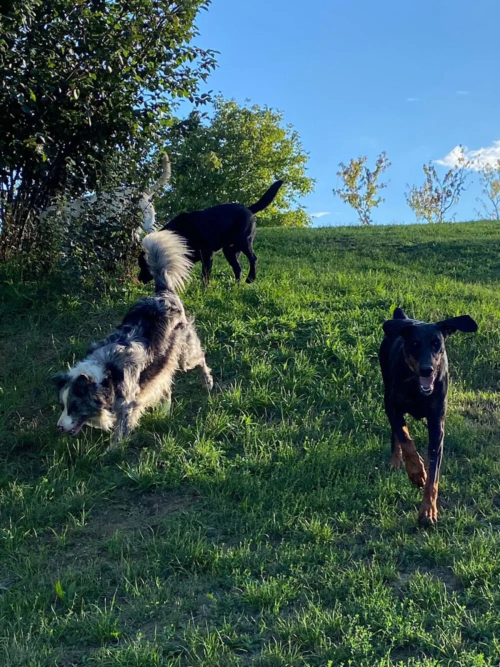 Tarka-Falka Kutya- és Cicapanzió - Salgótarján pet otel görseli 2
