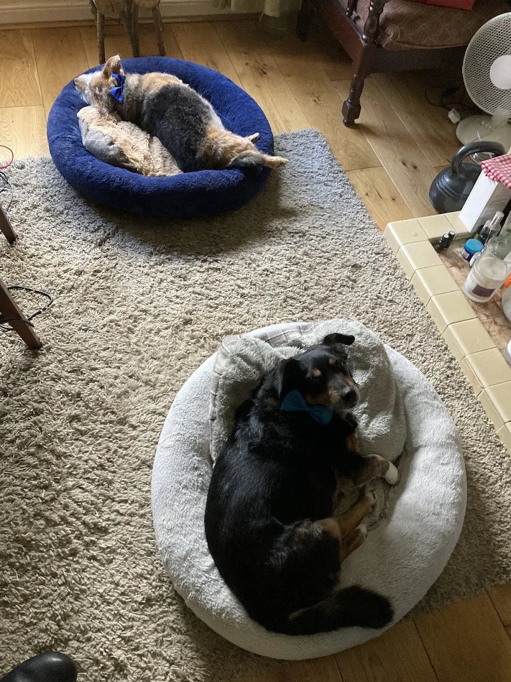Best Kennels & Cattery - Salzburg pet otel görseli 2