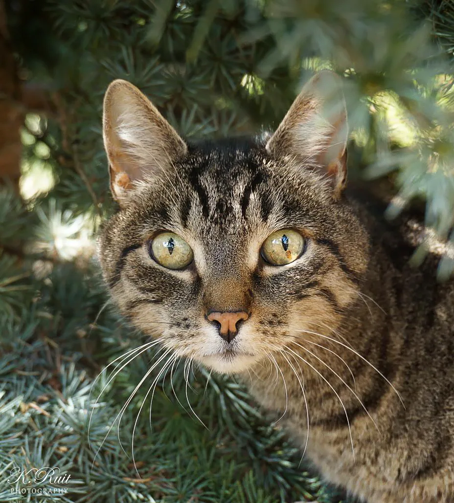 Bright Eyes Cattery - Salzburg pet otel görseli 3