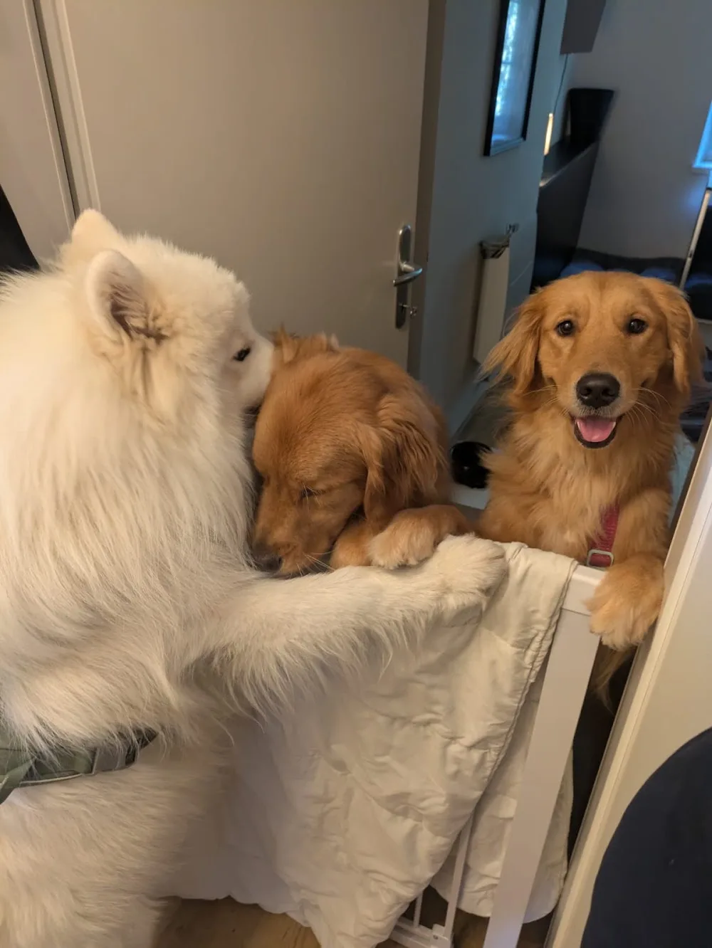 Pet Patrol - Heimtierservice - Salzburg pet otel görseli 3