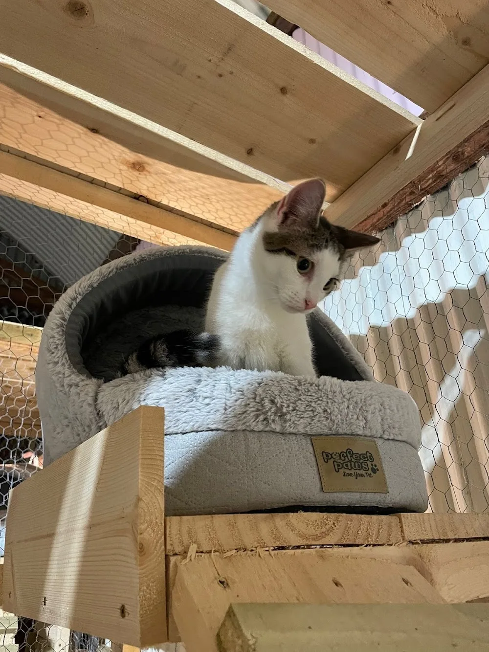 The Celtic Kitty Inn - Salzburg pet otel