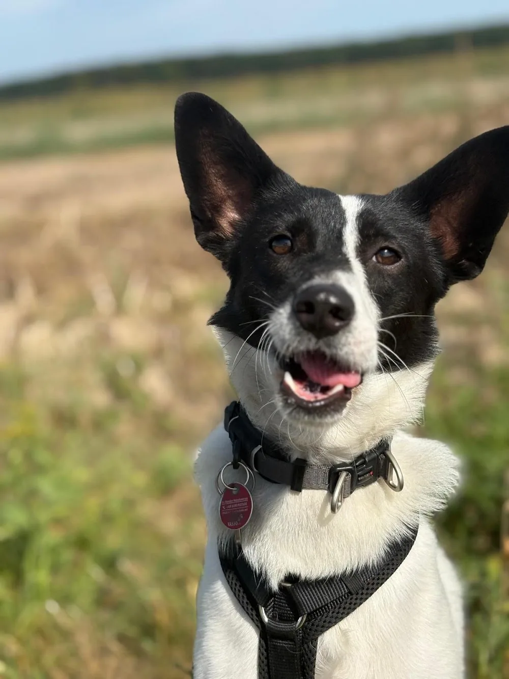 Daniela Krüger Hundebetreuung - Salzwedel pet otel görseli 11